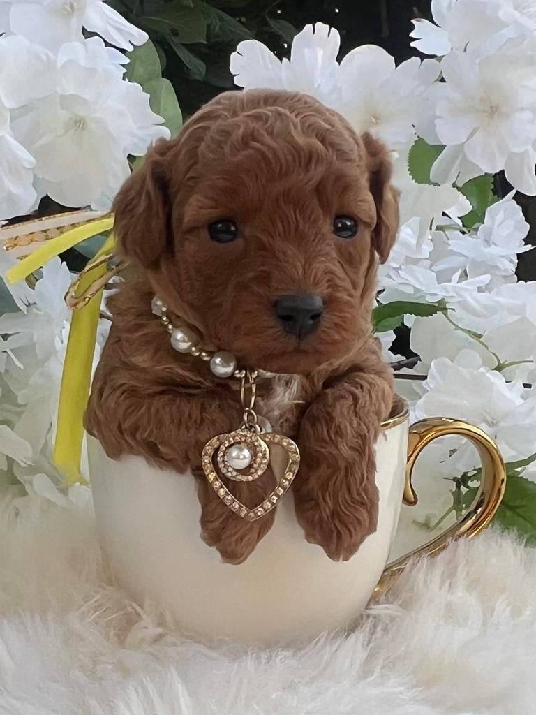 Rode Toy Poedel pup 🐕‍🦺❤️🐾 Dwerg poedel pup, Dieren en Toebehoren, Parvo, Overige rassen, 8 tot 15 weken, Meerdere