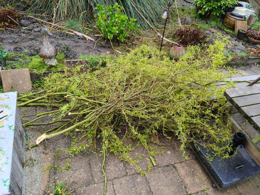 Gratis op te halen paastakken, Tuin en Terras, Planten | Bomen, Ophalen