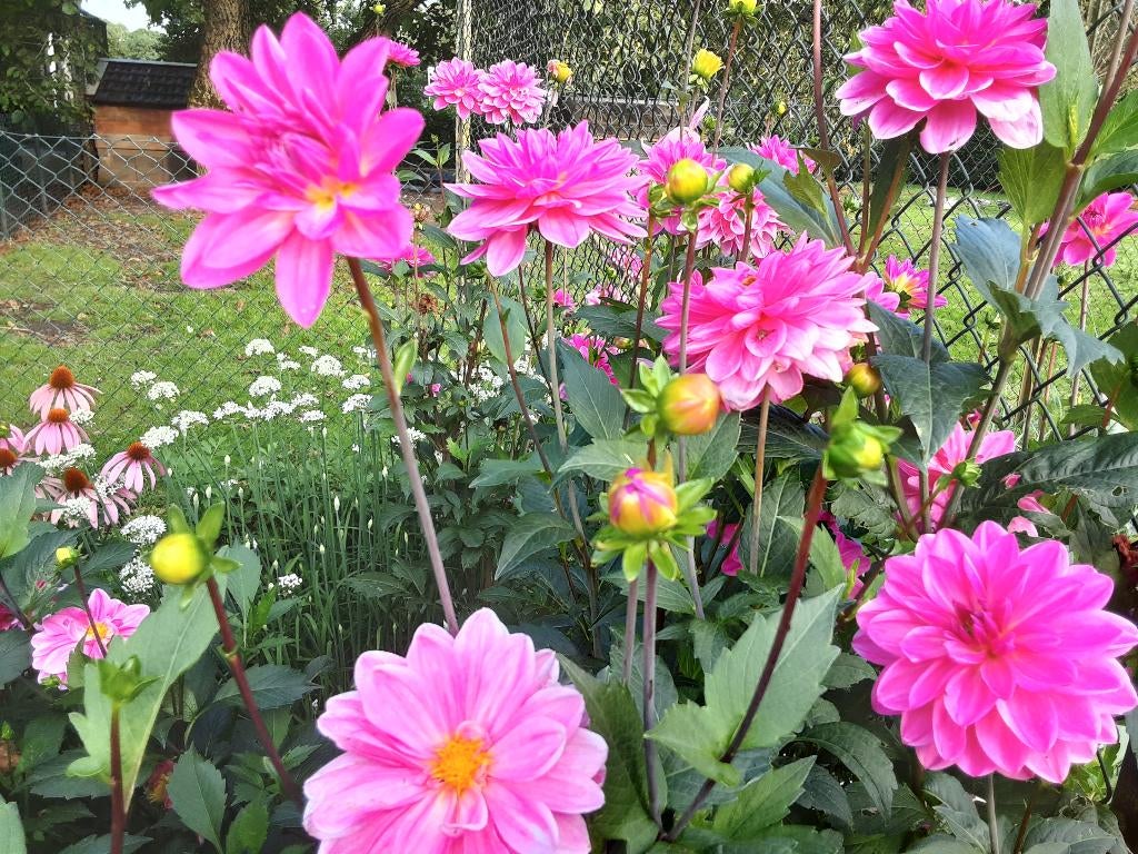 Dahlia knollen, Ophalen of Verzenden, Voorjaar, Volle zon, Knol