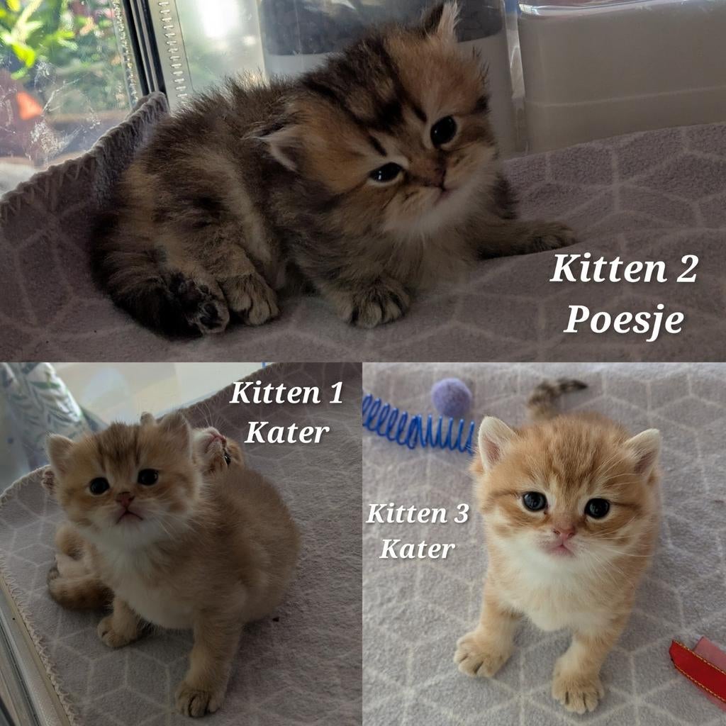 Britse korthaar Golden kittens geboren 10-3-'26❤️, Meerdere dieren, Gechipt, 0 tot 2 jaar