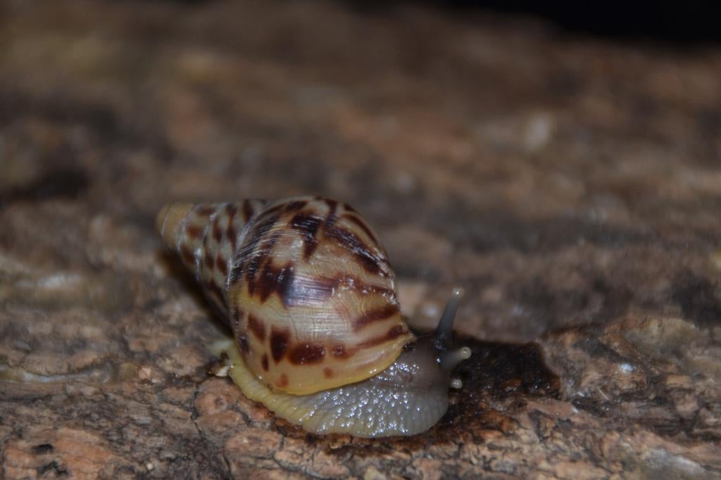 Jongen Lissachatina reticulata, Dieren en Toebehoren, Overige Dieren, Januari, Meerdere dieren