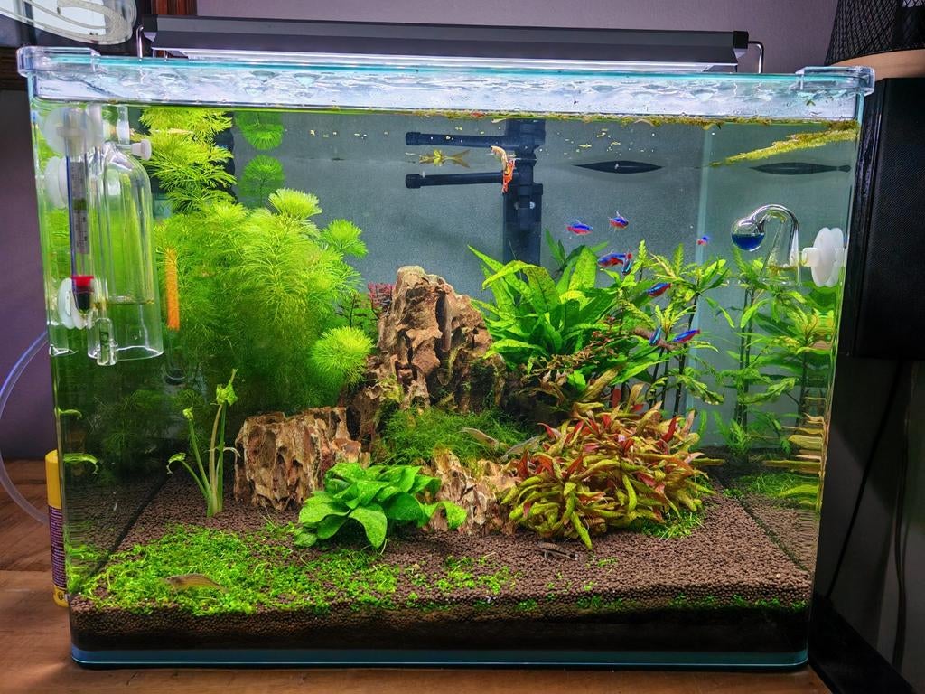 Compleet zoetwater aquarium, Ophalen, Gebruikt, Inclusief toebehoren, Dennerle