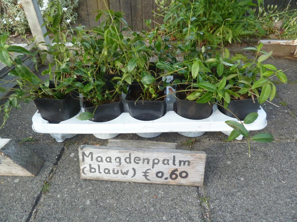 Maagdenpalm planten, Ophalen, Bodembedekkers, Vaste plant, Halfschaduw