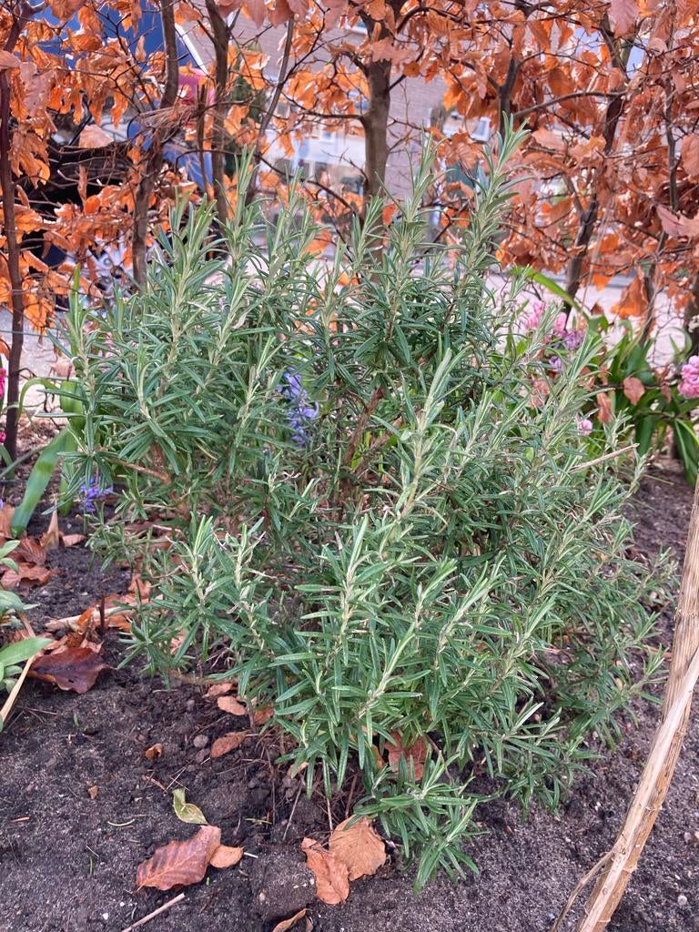 Rozemarijn plant Tuinkruiden Kruidenplant Keukenkruiden, Ophalen, Volle zon, Vaste plant, Bloeit niet
