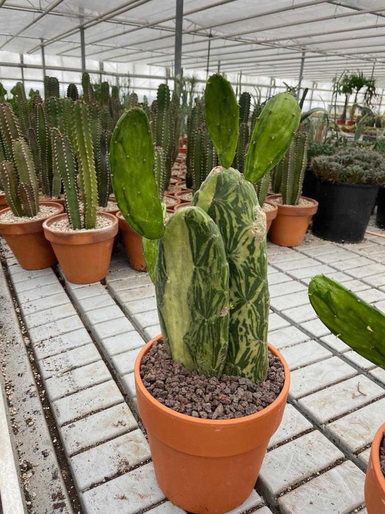 Cactus Opuntia Cochenillifera Variegata.Potmaat 20cm., Huis en Inrichting, Kamerplanten, Ophalen of Verzenden, Minder dan 100 cm