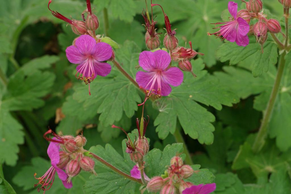 Geranium macrorrhizum - rotsooievaarsbek, Tuin en Terras, Planten | Tuinplanten, Ophalen, Bodembedekkers, Vaste plant, Halfschaduw