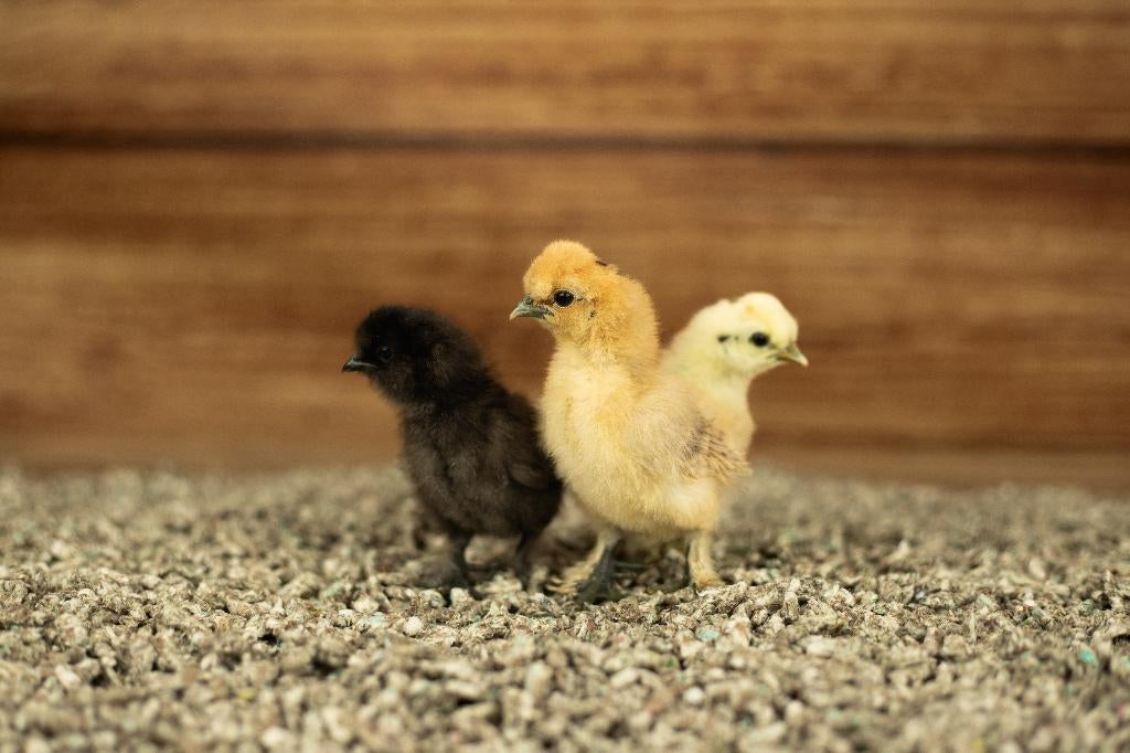 Zijdehoender kippen kuikens kriel | Gesekst en Ingeënt, Dieren en Toebehoren, Pluimvee, Vrouwelijk, Kip