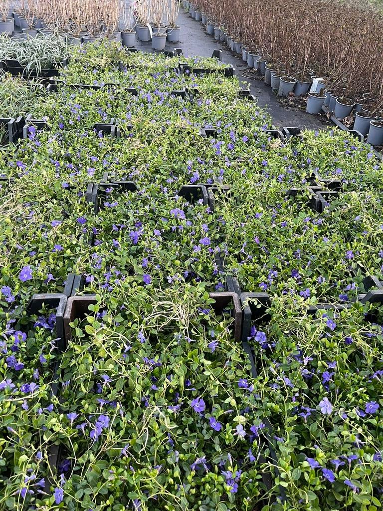 Vinca minor - Maagdenpalm, Ophalen, Bodembedekkers, Volle zon, Vaste plant
