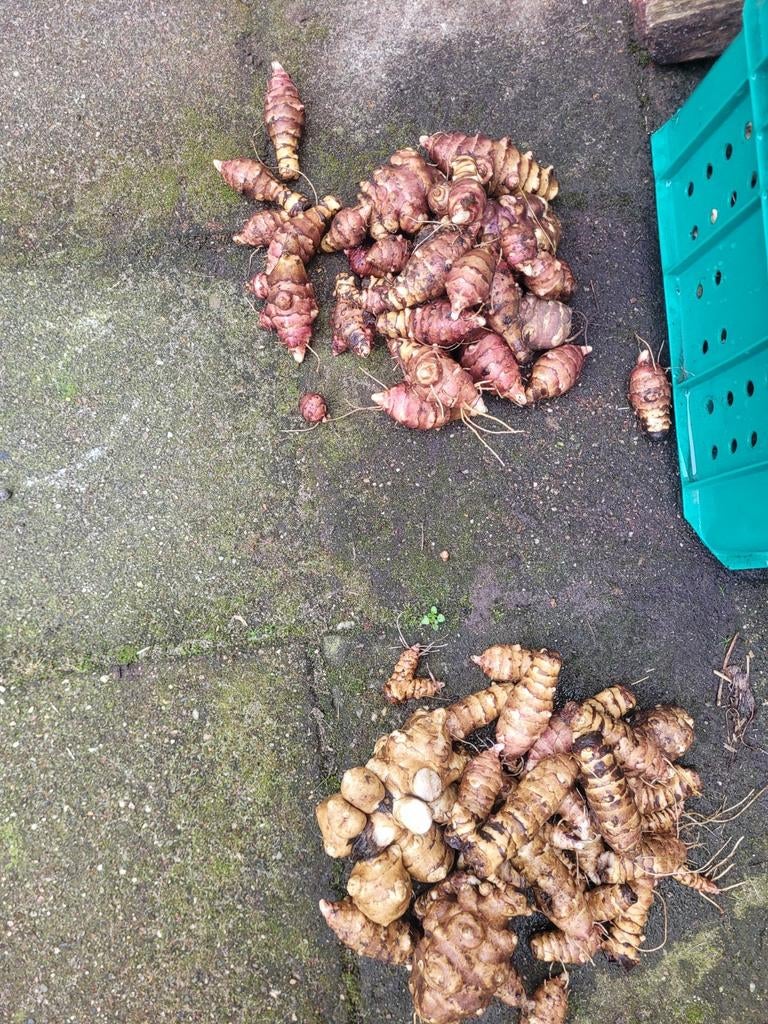 Aardperen Topinamboer Jeruzalem artichoke biologisch, Ophalen of Verzenden, Volle zon
