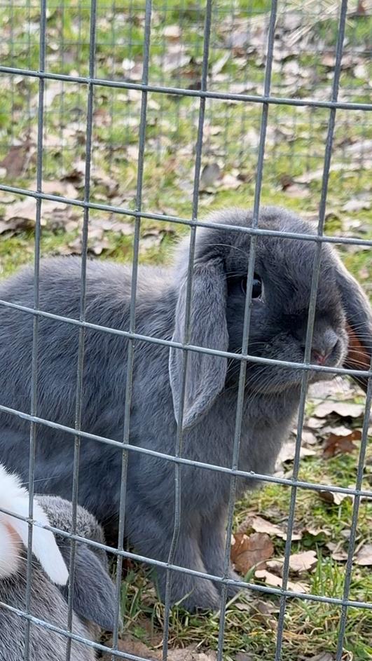 Prachtig minilop koppeltje! Knuffelhuisje (gecastreerde ram), Meerdere dieren, Dwerg, Hangoor, 0 tot 2 jaar