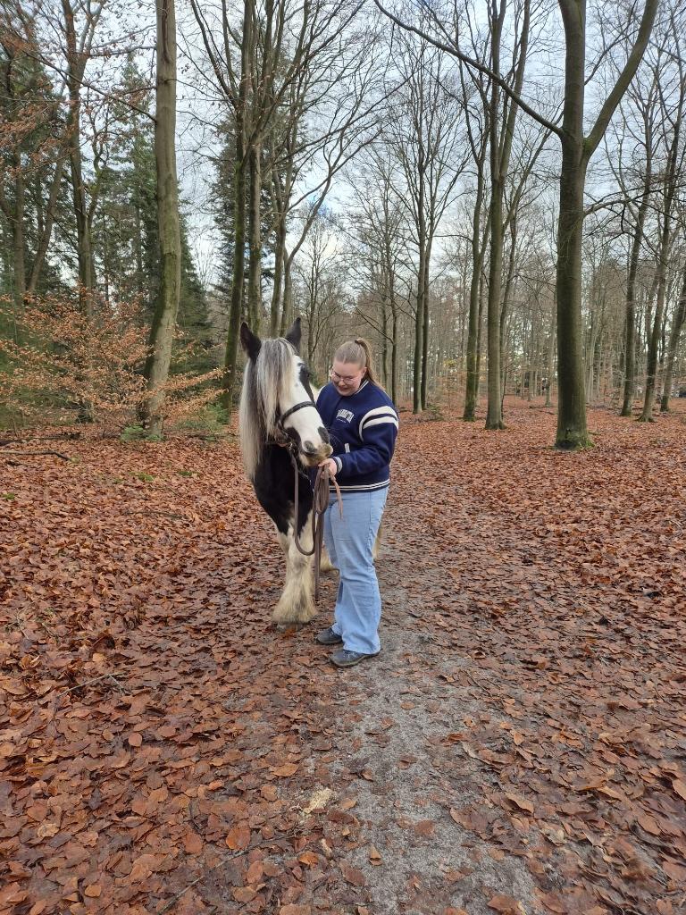 Bijrij- / verzorgpaard gezocht, Ophalen, Nieuw