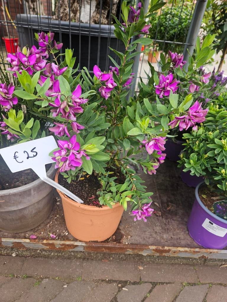 Olijfbomen | Palmbomen | Vijgbomen | Oleander, Tuin en Terras, Planten | Bomen, Volle zon, Ophalen of Verzenden, 100 tot 250 cm