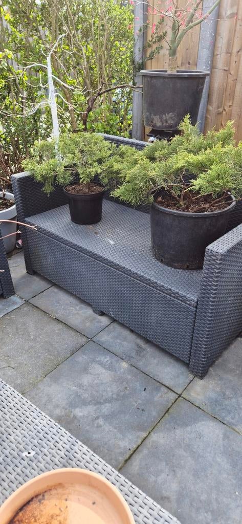 juniperus bonsai Startmatriaal 2 voor 80, Tuin en Terras, Ophalen of Verzenden, Minder dan 30 cm