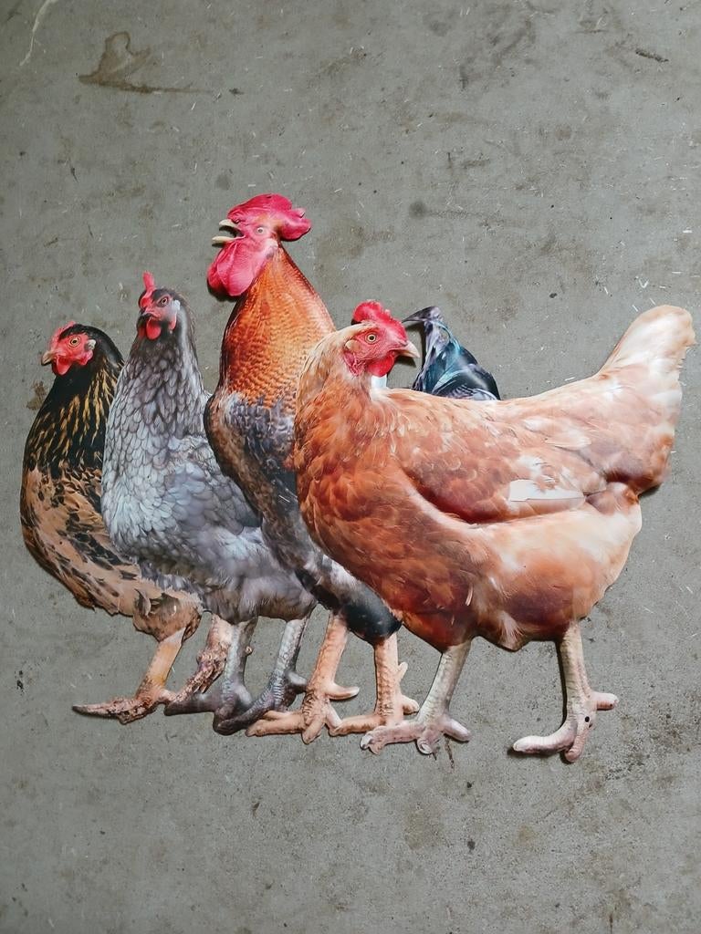 Kippen bord, Meerdere dieren, Kip