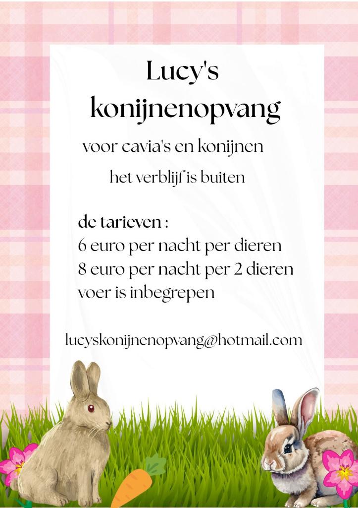 Lucy's konijnenopvang, Dieren en Toebehoren, Ophalen, Zo goed als nieuw, Knaagmateriaal