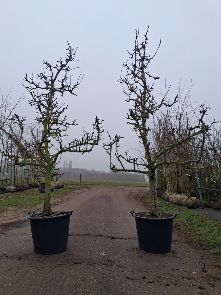 Pyrus communis 'Conference' in pot zeer mooi grillig!, Lente, Ophalen of Verzenden, Halfschaduw, 100 tot 250 cm