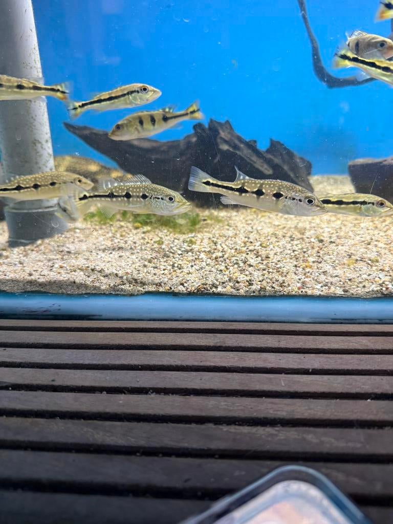 Cichla Orinocensis maat s, Dieren en Toebehoren, Vis