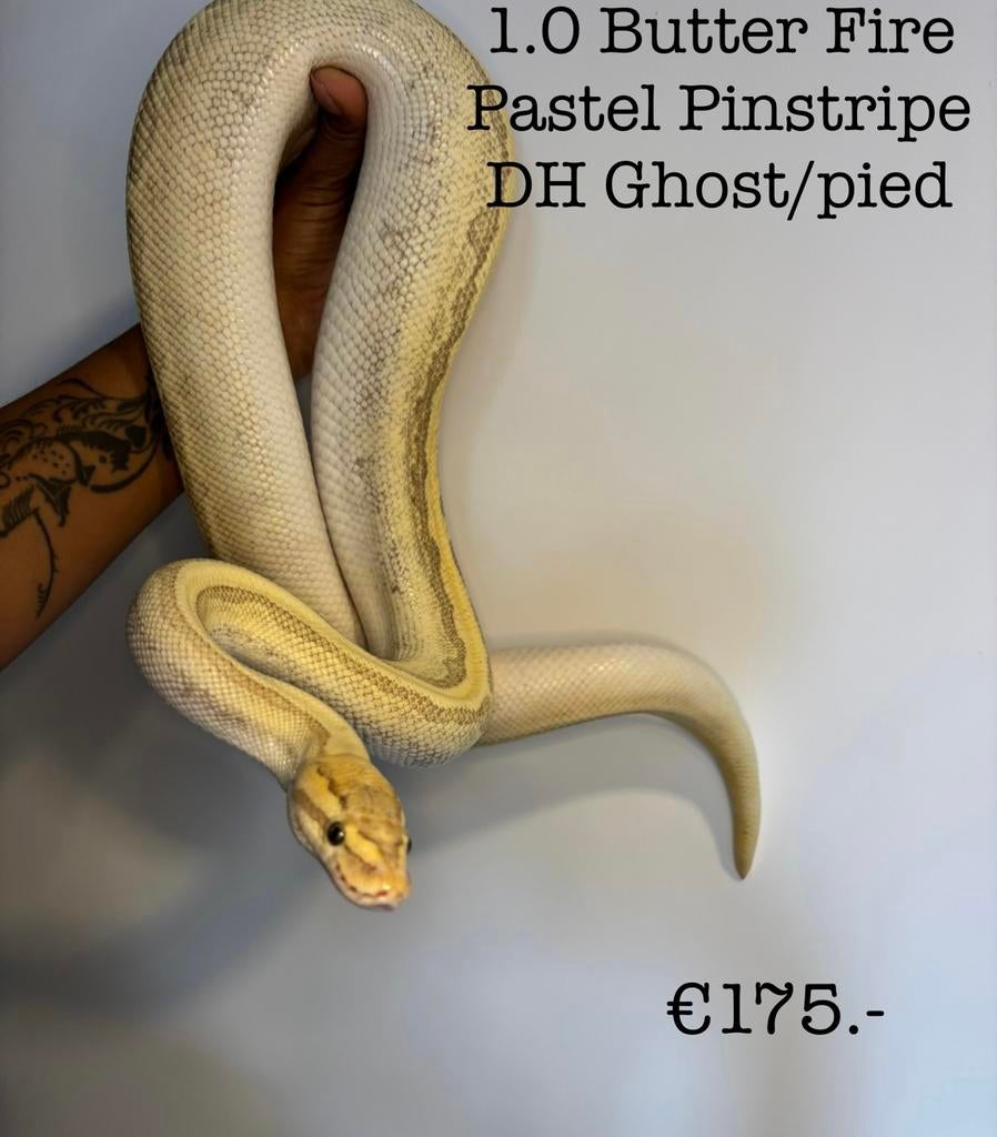 1.0 Butter Fire Pastel Pinstripe DH Ghost/Pied 2020 Reticulated Python - male for sale from Valerie
