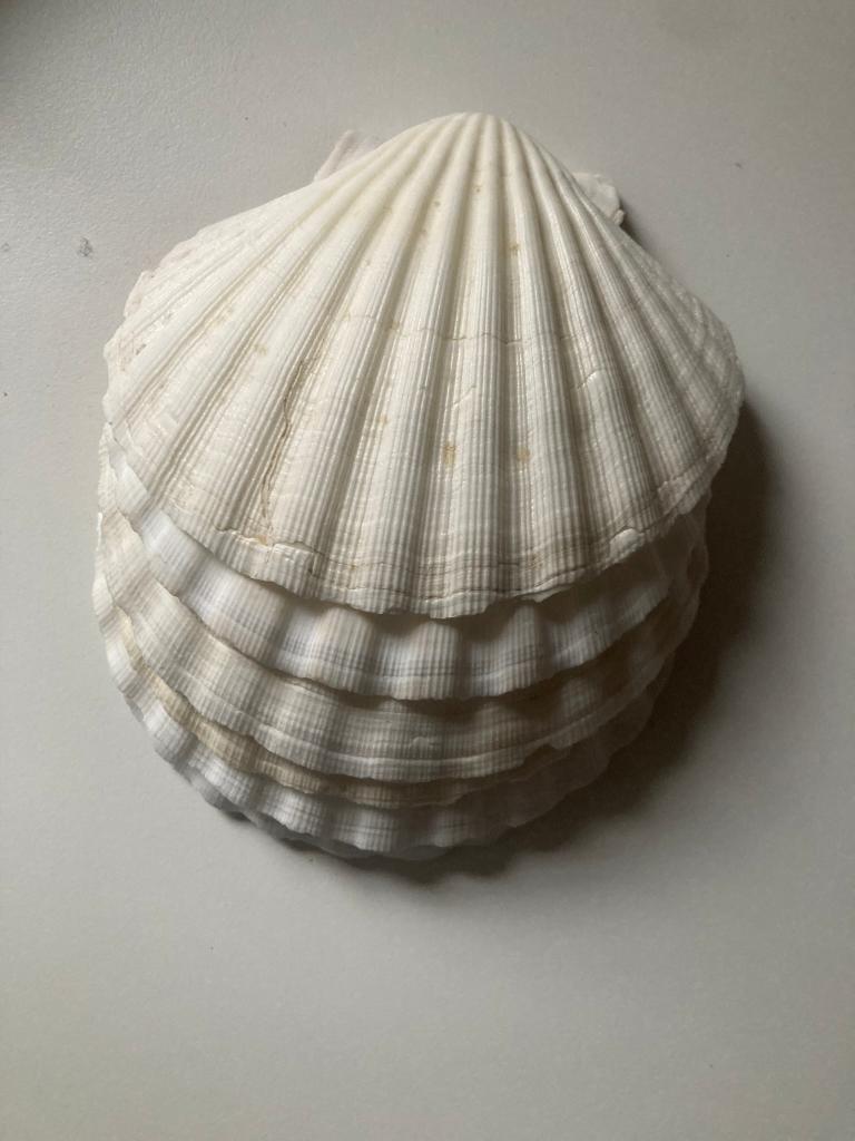 6 x grote jacobsschelpen, Ophalen of Verzenden, Schelp(en)