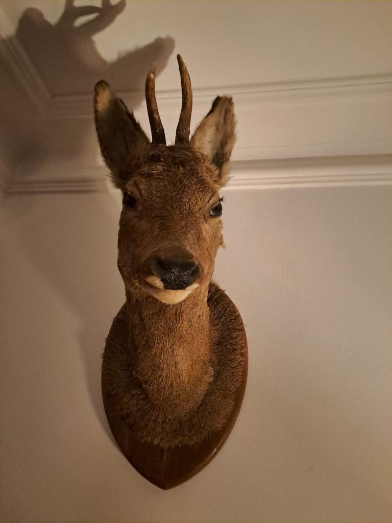 Ree of hertenkop opgezet, Ophalen, Zo goed als nieuw, Hert, Gewei of Kop