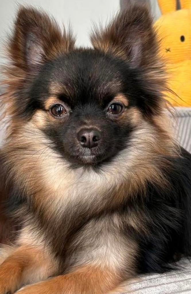 Chihuahua dekreu ter dekking aangeboden (niet te koop!), Parvo, Reu, 1 tot 2 jaar, Eén hond