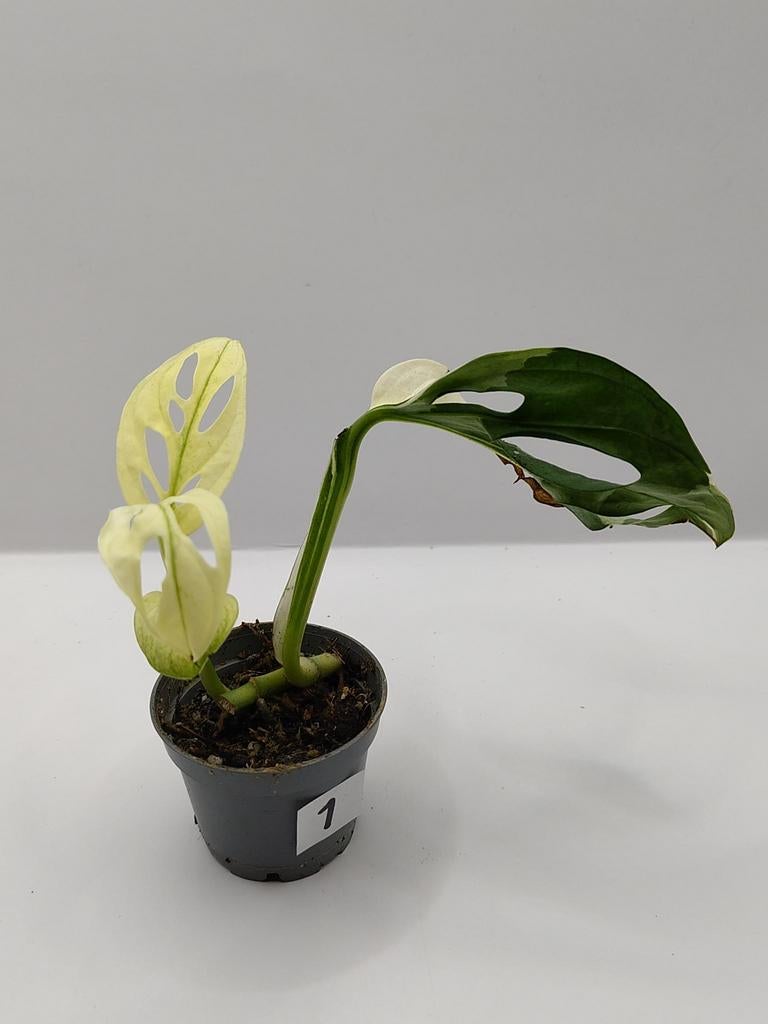Monstera adansonii variegated stekje 1, Huis en Inrichting, Kamerplanten, Ophalen, Overige soorten, Halfschaduw, Minder dan 100 cm