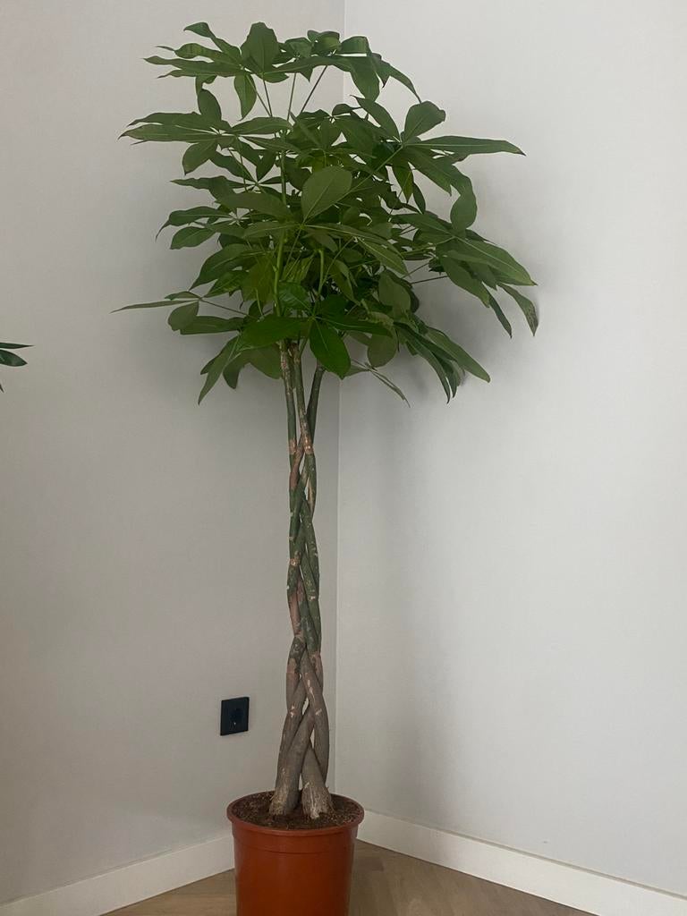 Prachtige Pachira ( geldboom ) 170 cm hoog x 90 cm breed, Ophalen, Volle zon, Overige soorten, Minder dan 100 cm