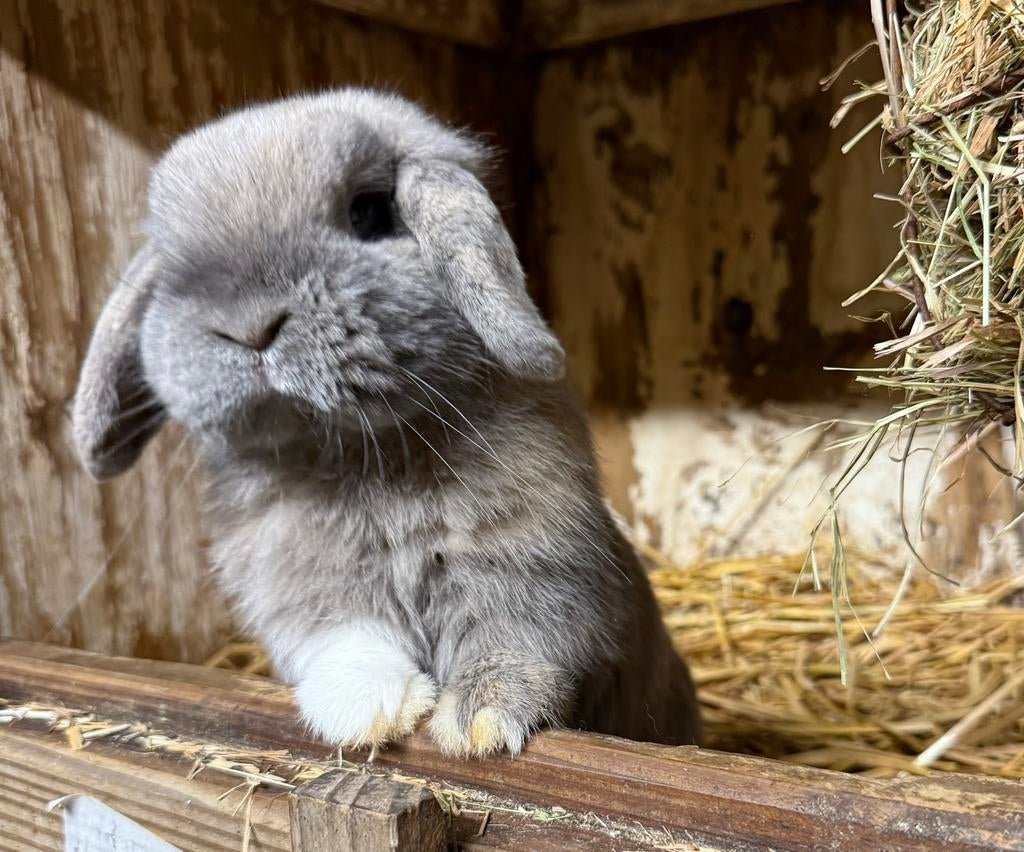 Nederlandse Hangoor Dwergkonijnen/Minilop,nw nestjes!febr.26, Meerdere dieren, Dwerg, Hangoor, 0 tot 2 jaar
