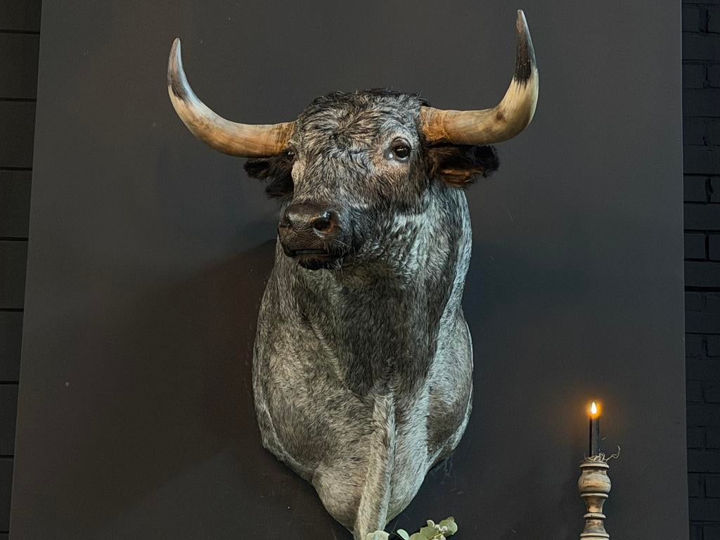 Opgezette kop Spaanse stier opgezet taxidermie nieuw, Ophalen, Nieuw, Overige soorten, Gewei of Kop