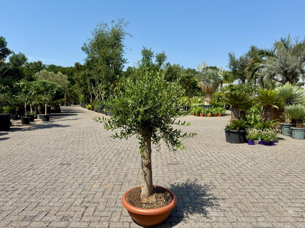 Olijfboom (Olea europaea) 30/40 cm stamomtrek - decoschaal, Ophalen of Verzenden, 100 tot 250 cm, Olijfboom, Zomer