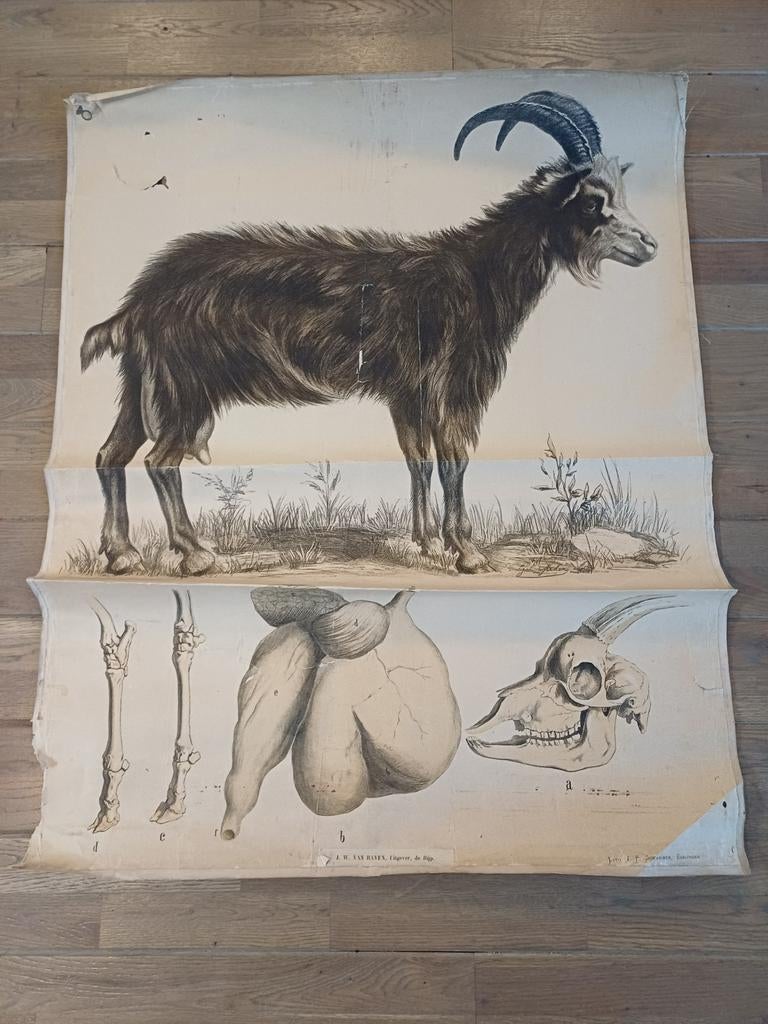 Oude schoolplaat van een geit, Ophalen of Verzenden, Natuur en Biologie