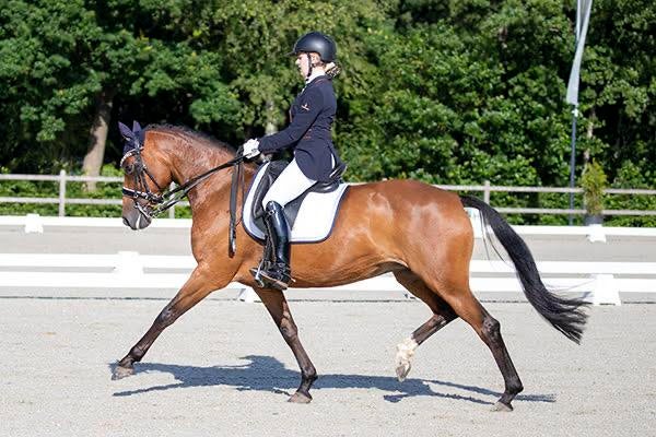 Professionele instructie en training aangeboden, Ruiter of Bijrijder