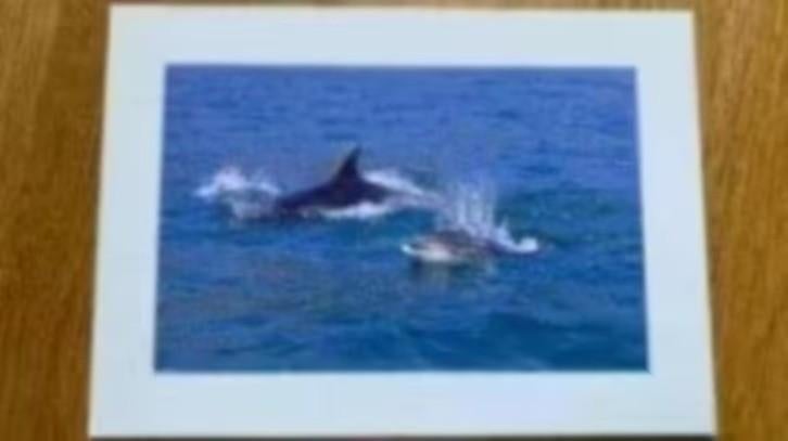 Ansichtkaart dolfijnen, Ophalen of Verzenden, Ongelopen, Waterdier