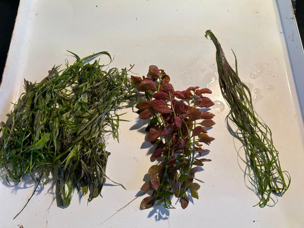 Aquarium planten, sterrenkruid, Ludwigia, pogostemon, Ophalen, Nieuw, Plant(en), Steen of Hout