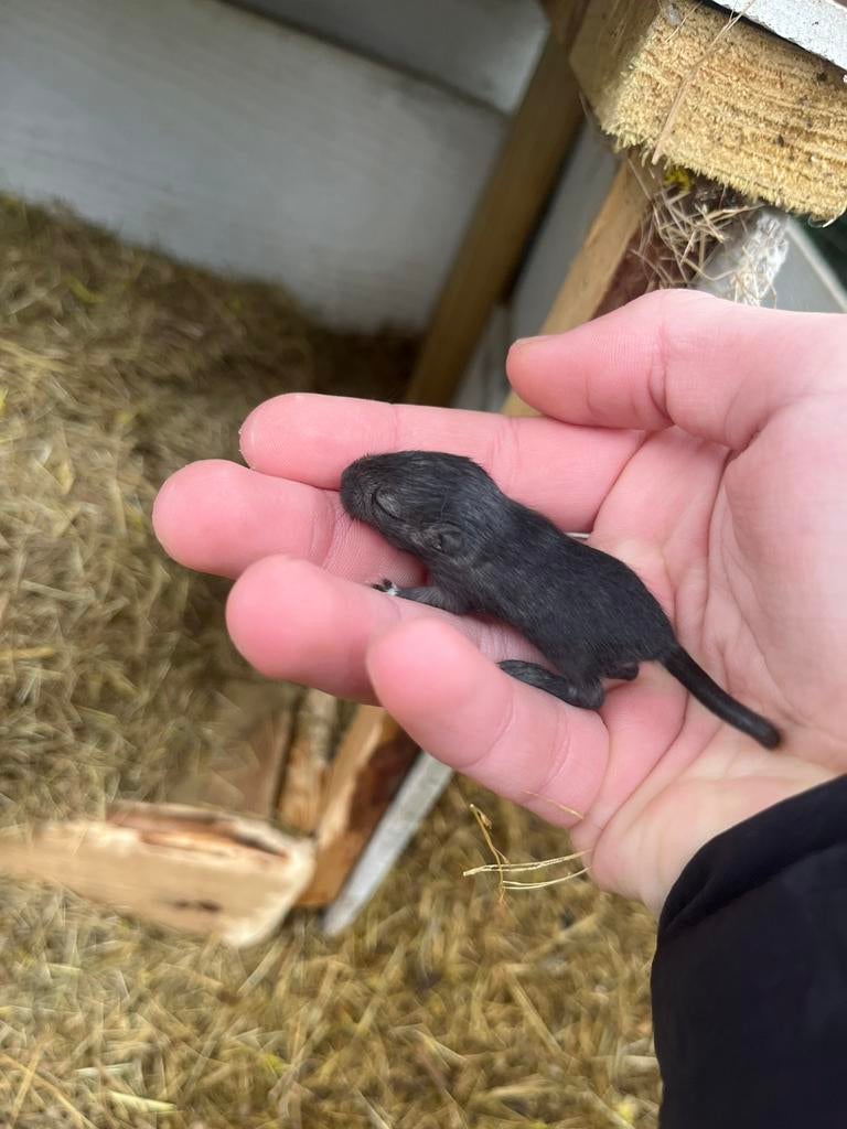 Jonge gerbils, Februari, Meerdere dieren, Overige typen, Tam