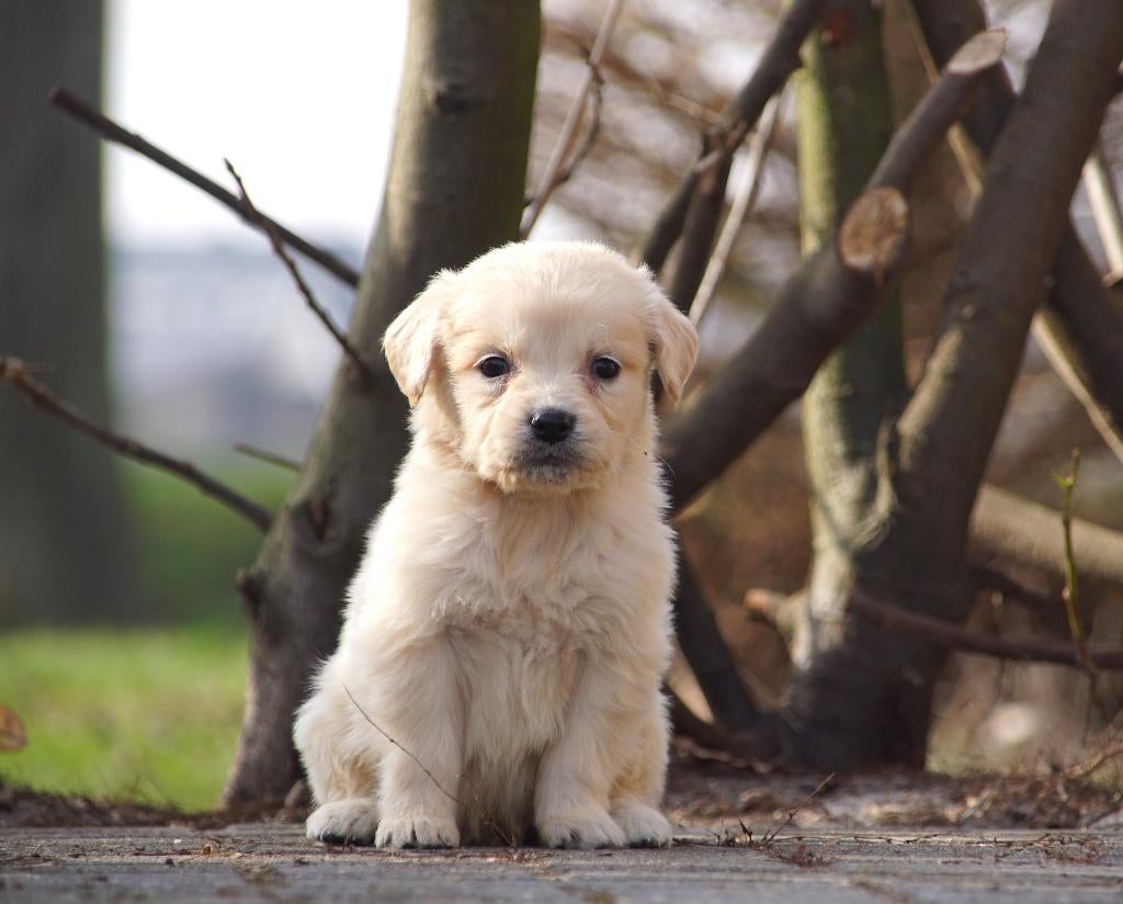 Lieve Golden Retriever pups met een vleugje Friese Stabij, Nederland, Parvo, Overige rassen, 8 tot 15 weken