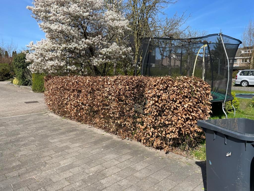 Beukenhaag - zelf uitgraven, Ophalen of Verzenden, Beukenhaag, Haag, 100 tot 250 cm