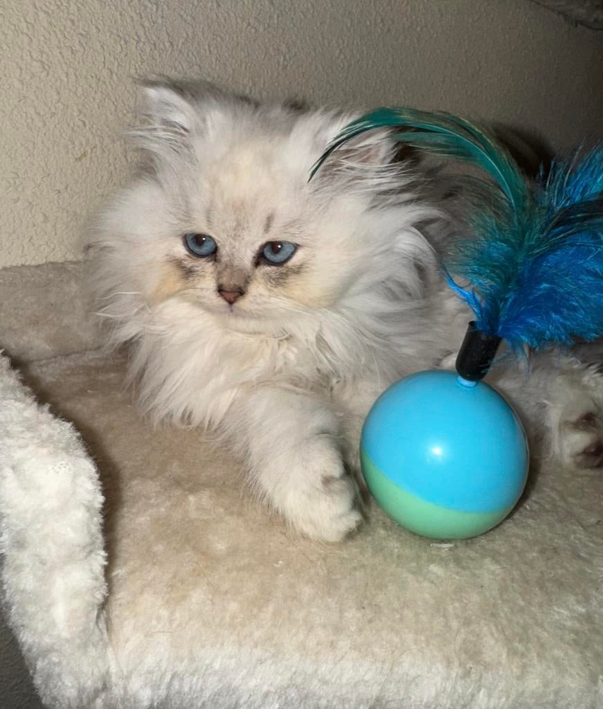 Zeer lieve Pers zoekt 5-sterrenhuisje, Poes, Ontwormd, 0 tot 2 jaar