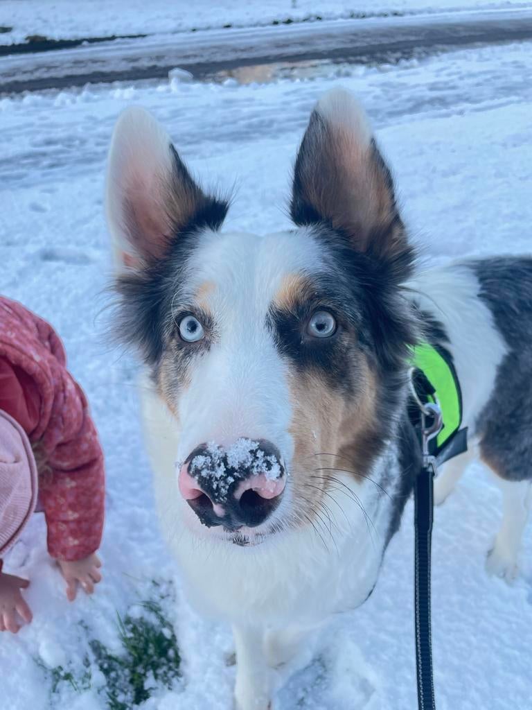 Lieve Australiëse herder, Dieren en Toebehoren, 6 jaar of ouder, Teef, Parvo, Eén hond