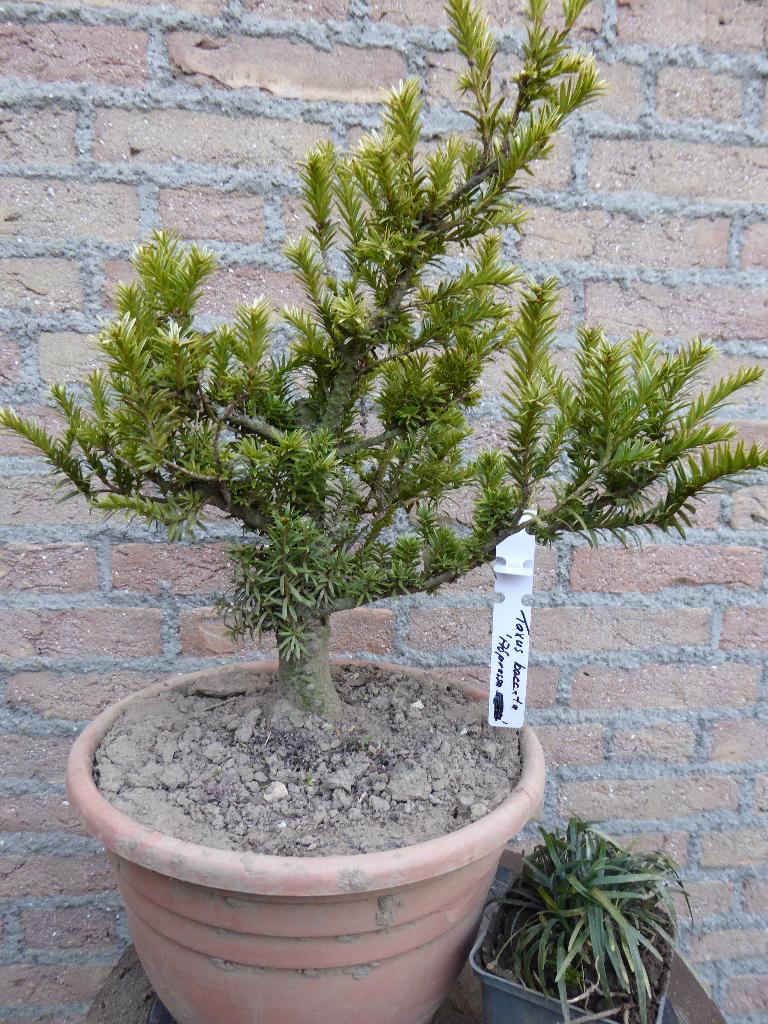 Bonsai: Taxus bacc. "Adpressa", Tuin en Terras, Ophalen, Bloeit niet, Halfschaduw, Overige soorten