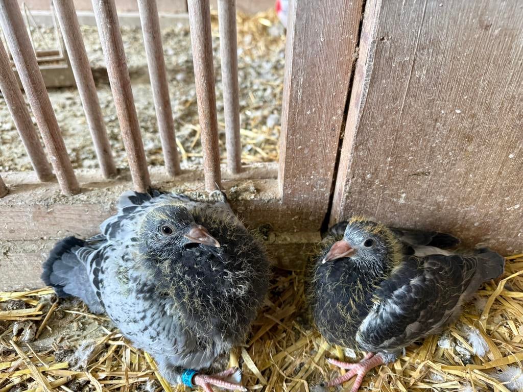 Jonge duiven, Meerdere dieren, Gans of Zwaan