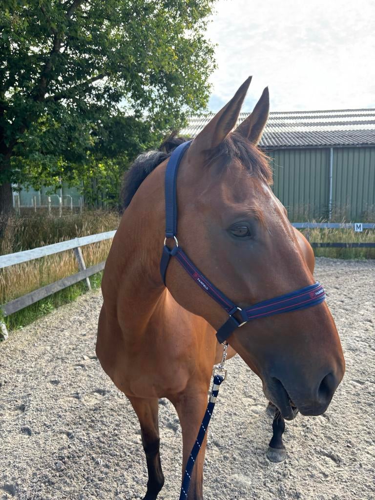 Engels Volbloed – 9 jaar – 1,68 m – Werkwillig & Voorwaarts, B, Ruin, 7 tot 10 jaar, Ontwormd