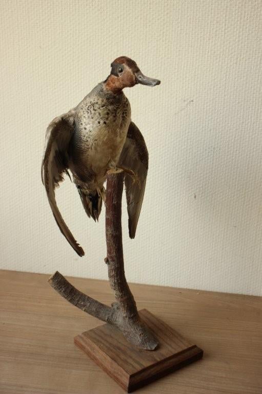 Taxidermie opgezette eend, Ophalen of Verzenden, Zo goed als nieuw, Vogel, Opgezet dier