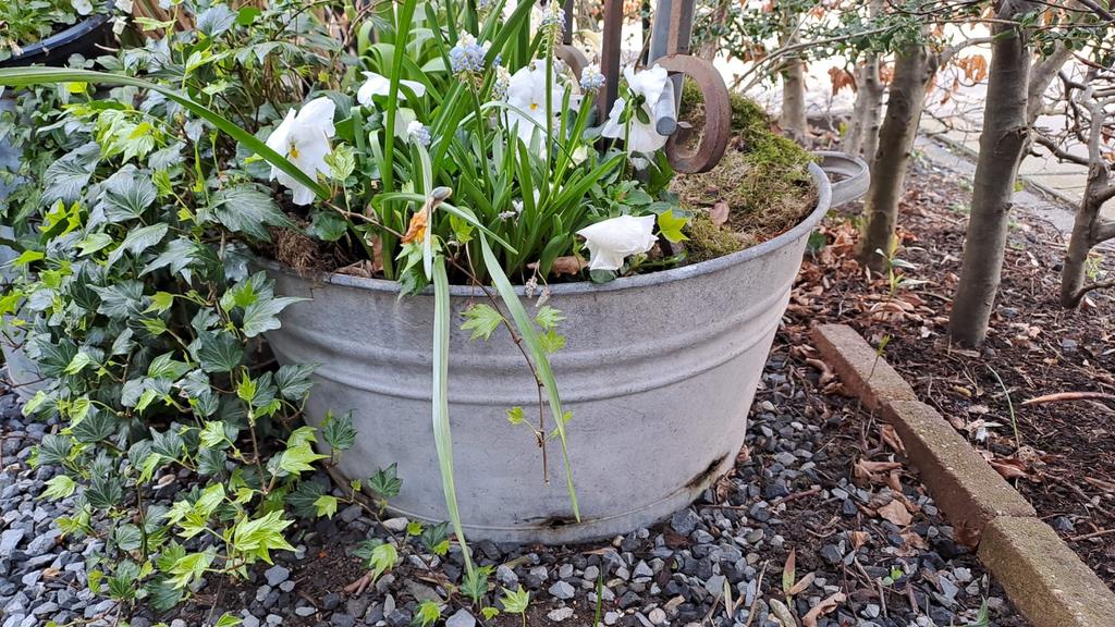 Zinken teil / bloembak met planten, Ophalen, Gebruikt, Balkon, Minder dan 60 cm