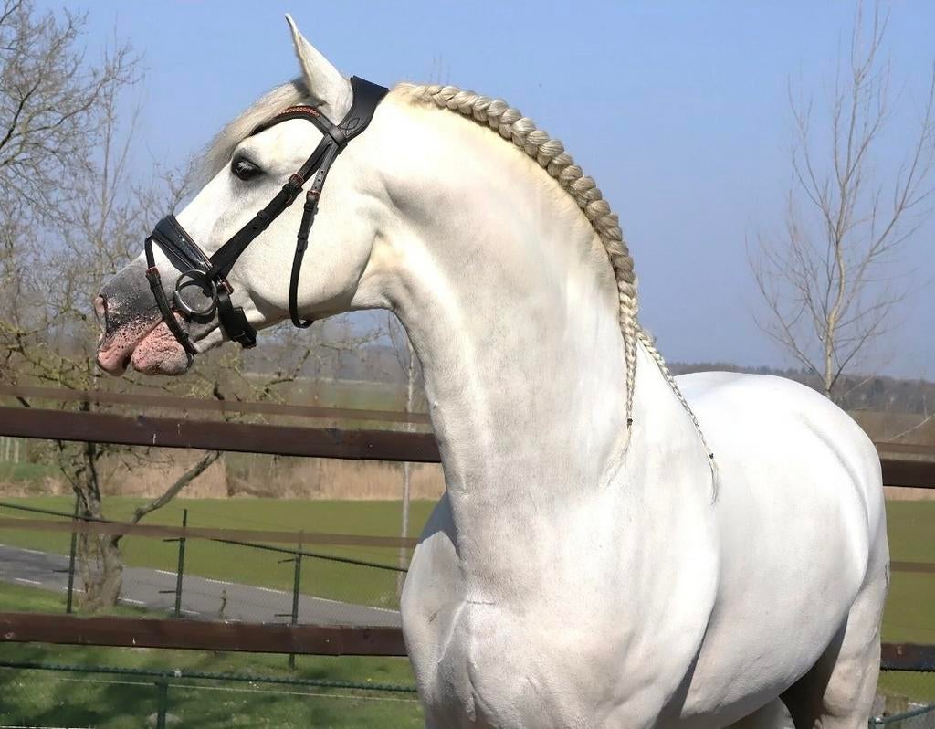 Zeer gave pre andalusier cruzado, Dieren en Toebehoren, Paarden, Meerdere dieren