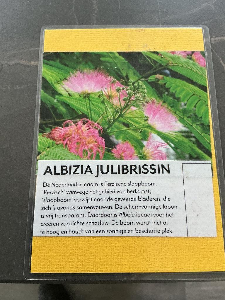 Albizia J. Perzische slaapboom PAUL’S PLANTJES, Tuin en Terras, Vaste plant, Halfschaduw, Zomer, Ophalen