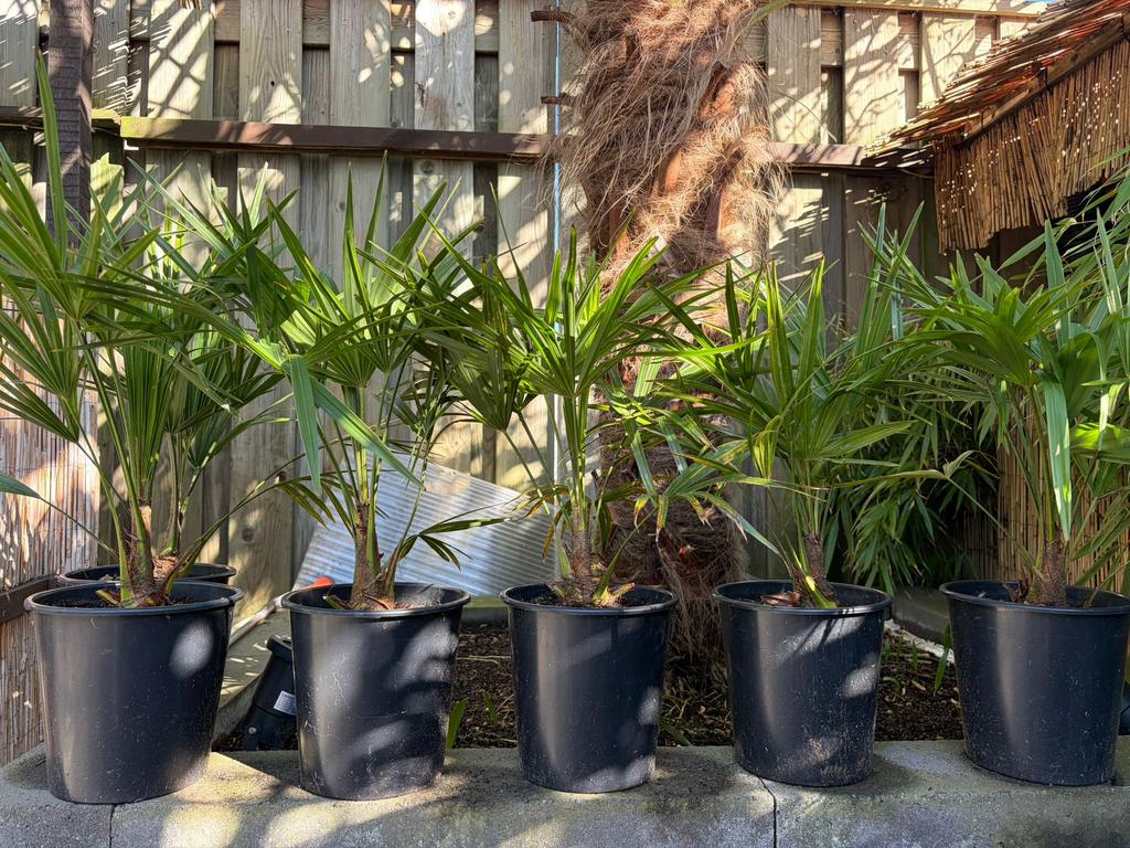 Trachycarpus Fortunei, Ophalen, Zomer, Volle zon, Palmboom