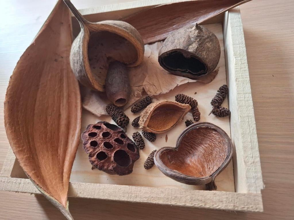 mooi compleet amazone pakket (2), Dieren en Toebehoren, Vissen | Aquaria en Toebehoren, Nieuw, Plant(en), Steen of Hout, Ophalen of Verzenden