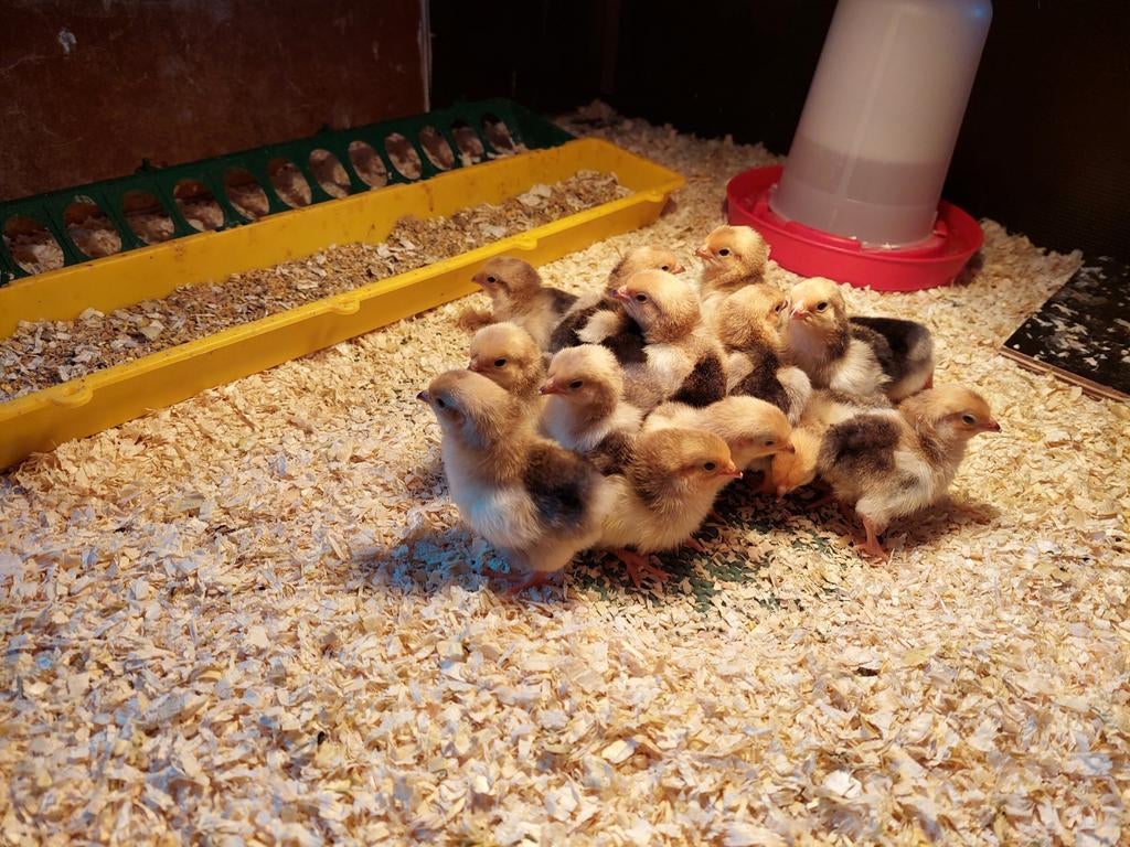 "Paas" kuikentjes, gesekst. Verschillende rassen, Dieren en Toebehoren, Pluimvee, Vrouwelijk, Kip