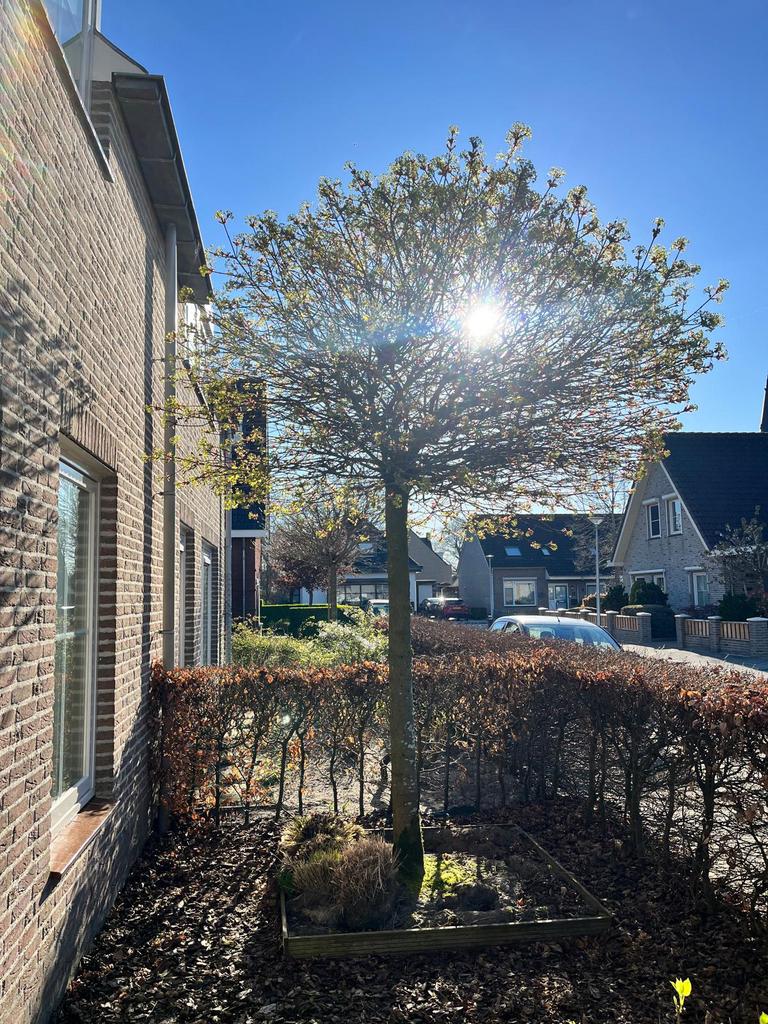 Noorse esdoorn, Tuin en Terras, Planten | Bomen, Halfschaduw, Lente, 250 tot 400 cm, Ophalen